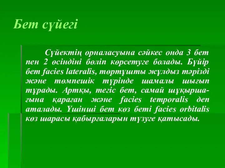 Бет сүйегі Сүйектің орналасуына сәйкес онда 3 бет пен 2