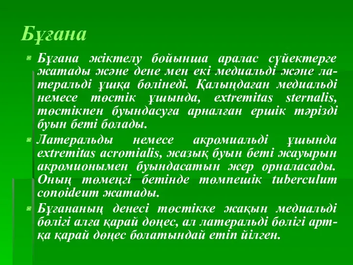 Бұғана Бұғана жіктелу бойынша аралас сүйектерге жатады және дене мен