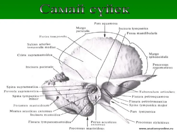 Самай сүйек