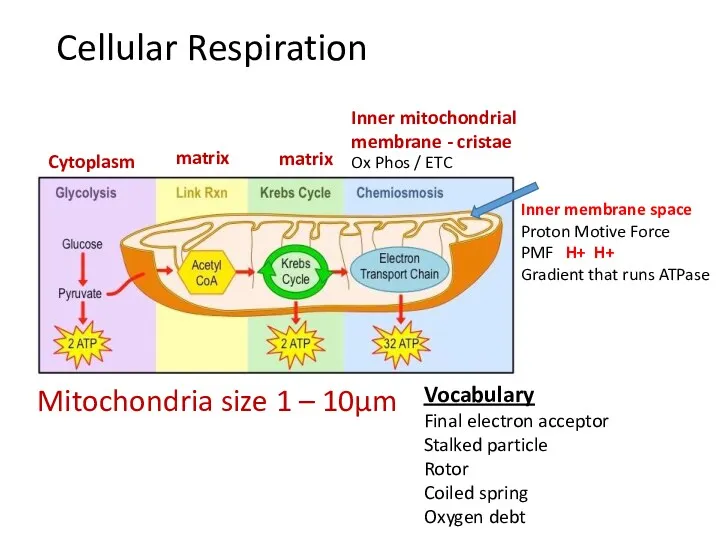 Cellular Respiration Mitochondria size 1 – 10μm matrix matrix Vocabulary