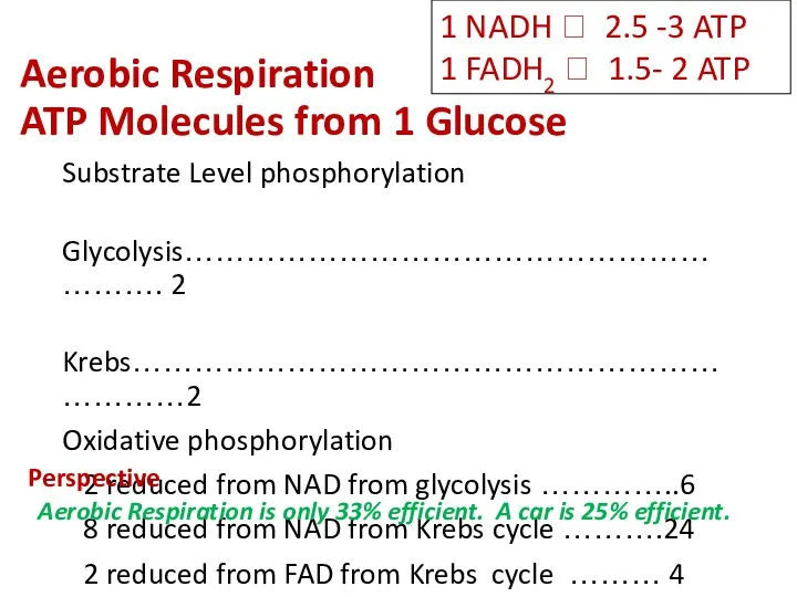 Aerobic Respiration ATP Molecules from 1 Glucose Substrate Level phosphorylation