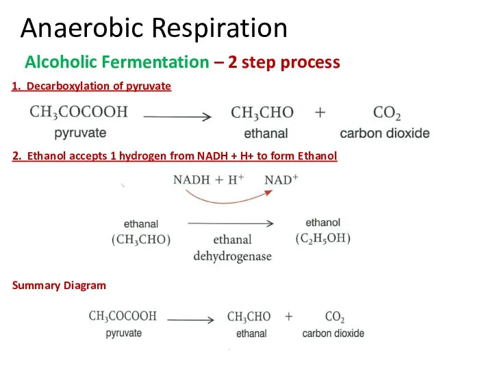 Anaerobic Respiration Alcoholic Fermentation – 2 step process 1. Decarboxylation