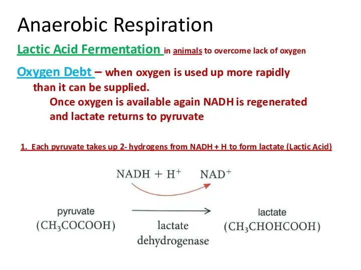 Anaerobic Respiration Lactic Acid Fermentation in animals to overcome lack