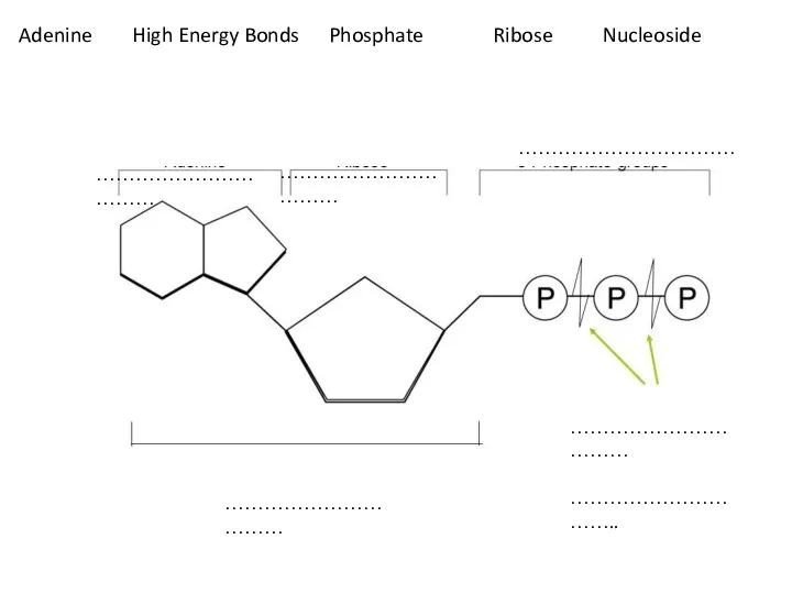 …………………………… …………………………… …………………………… …………………………… …………………………… ………………………….. Adenine High Energy Bonds Phosphate Ribose Nucleoside