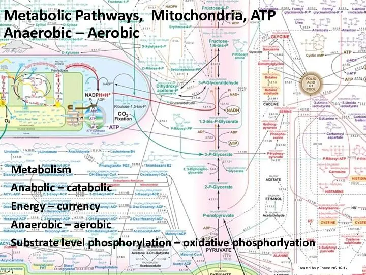 Metabolic Pathways, Mitochondria, ATP Anaerobic – Aerobic Metabolism Anabolic –