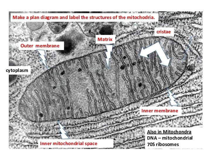 OUt Make a plan diagram and label the structures of