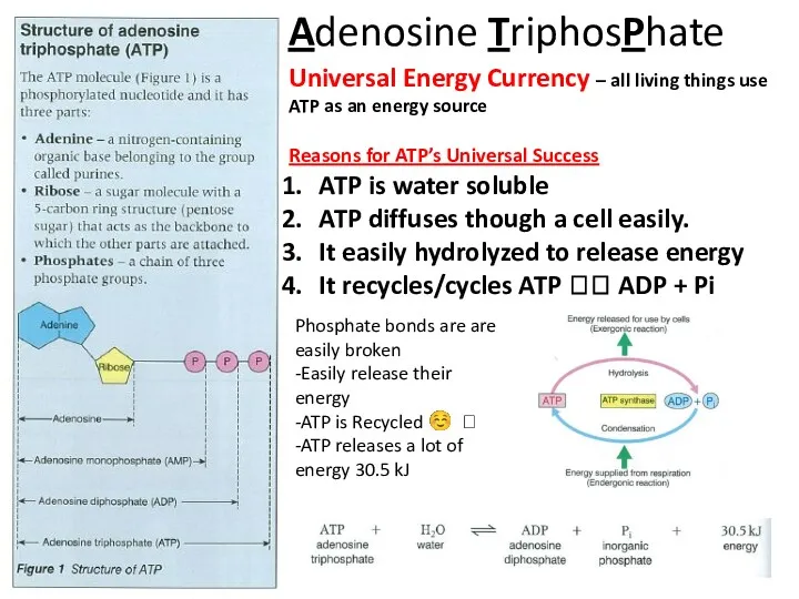 Adenosine TriphosPhate Universal Energy Currency – all living things use