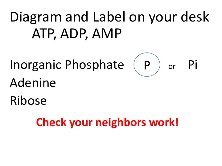 Diagram and Label on your desk ATP, ADP, AMP Inorganic