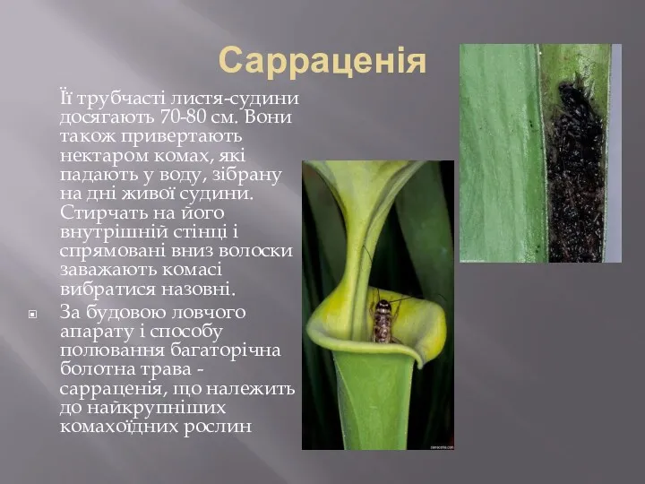 Сарраценія Її трубчасті листя-судини досягають 70-80 см. Вони також привертають