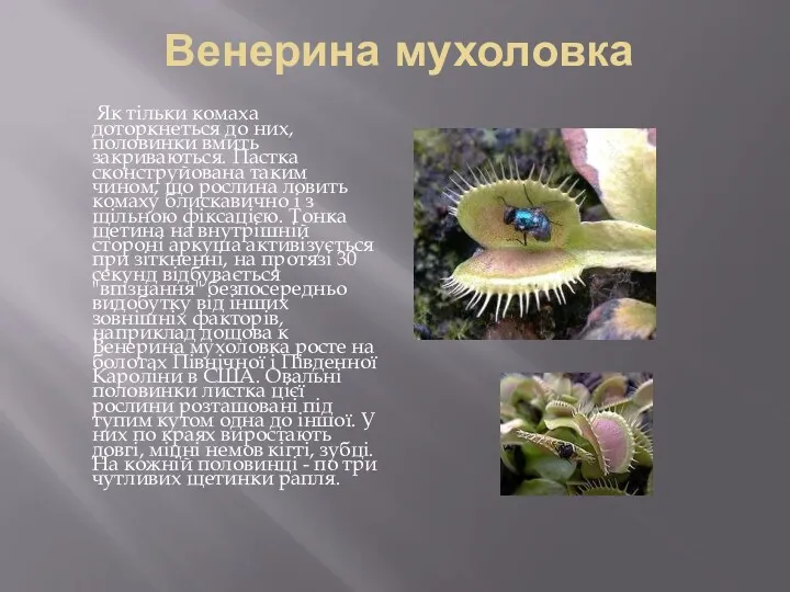 Венерина мухоловка Як тільки комаха доторкнеться до них, половинки вмить