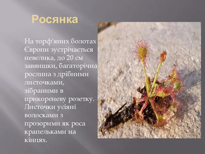 Росянка На торф'яних болотах Європи зустрічається невелика, до 20 см