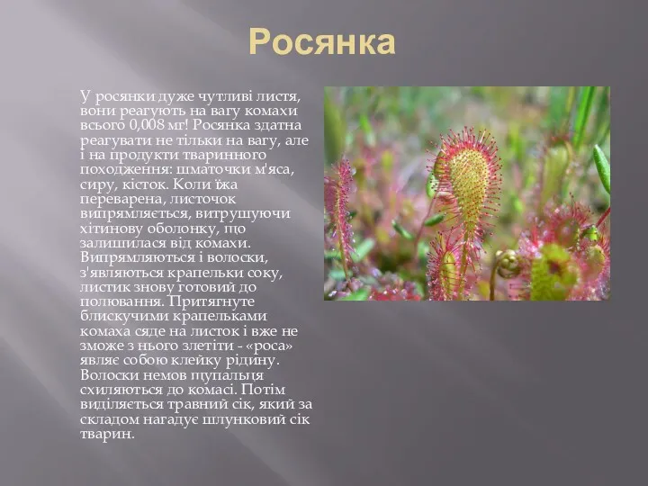 Росянка У росянки дуже чутливі листя, вони реагують на вагу