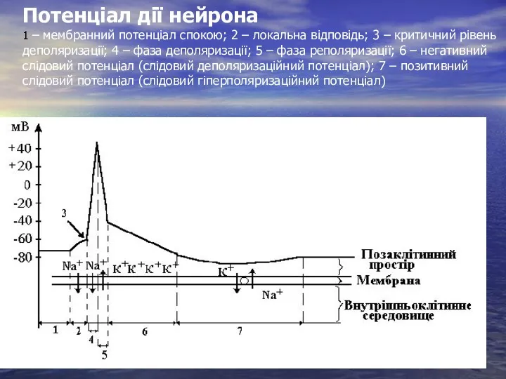 Потенціал дії нейрона 1 – мембранний потенціал спокою; 2 –