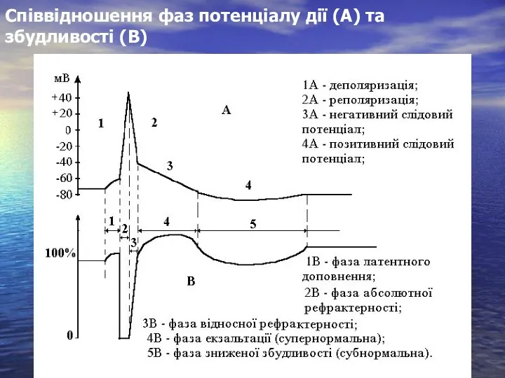 Співвідношення фаз потенціалу дії (А) та збудливості (В)