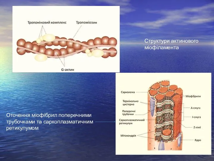 Структури актинового міофіламента Оточення міофібрил поперечними трубочками та саркоплазматичним ретикулумом
