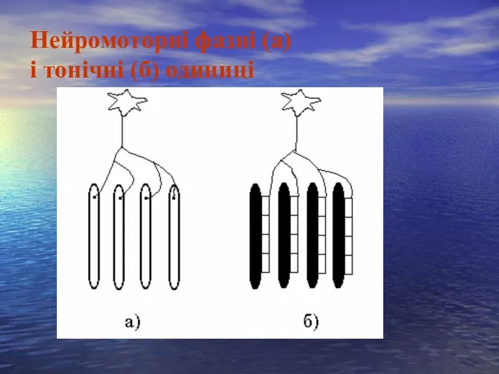 Нейромоторні фазні (а) і тонічні (б) одиниці