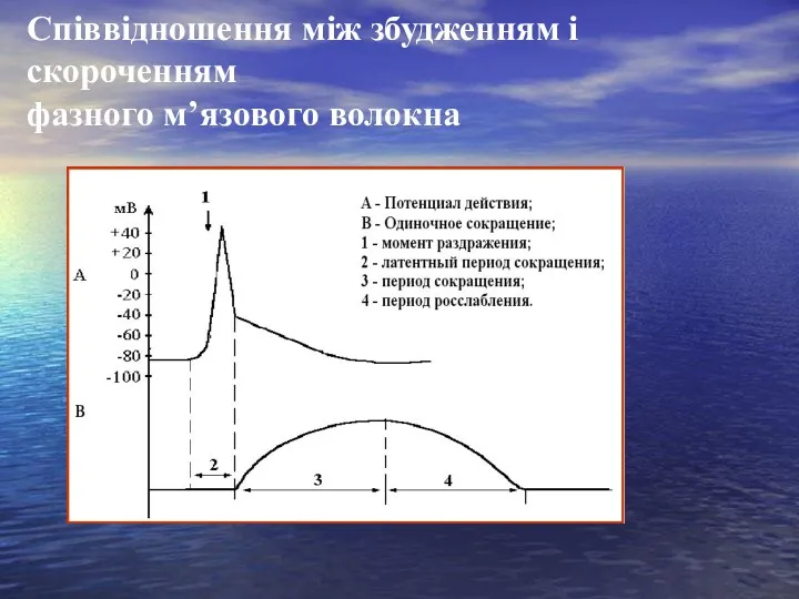 Співвідношення між збудженням і скороченням фазного м’язового волокна