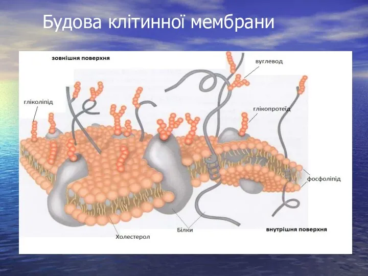 Будова клітинної мембрани