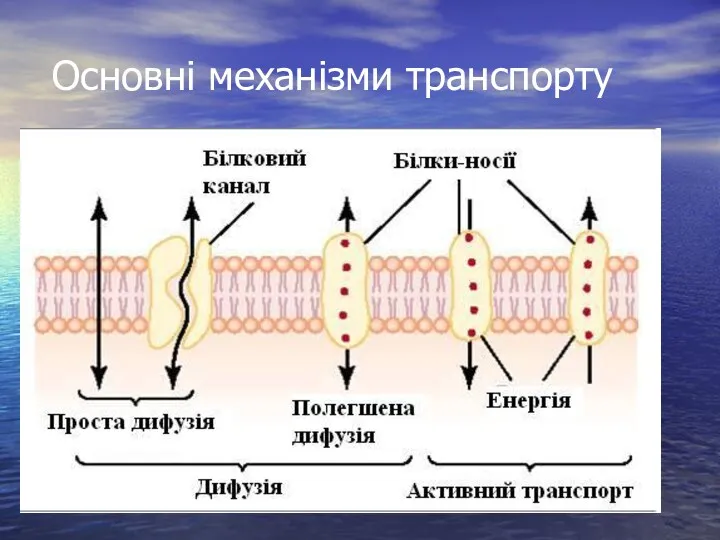 Основні механізми транспорту