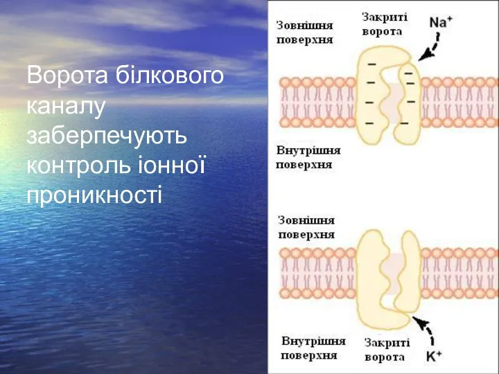 Ворота білкового каналу заберпечують контроль іонної проникності