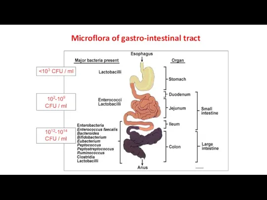 102-109 CFU / ml 1012-1014 CFU / ml Microflora of gastro-intestinal tract