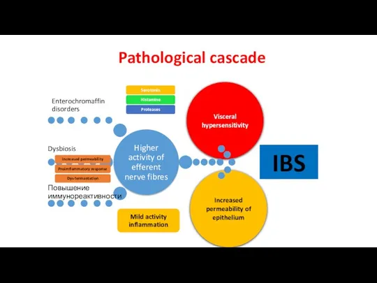 Increased permeability of epithelium Pathological cascade Visceral hypersensitivity IBS
