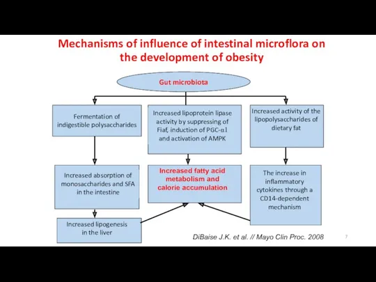 Mechanisms of influence of intestinal microflora on the development of obesity Gut microbiota