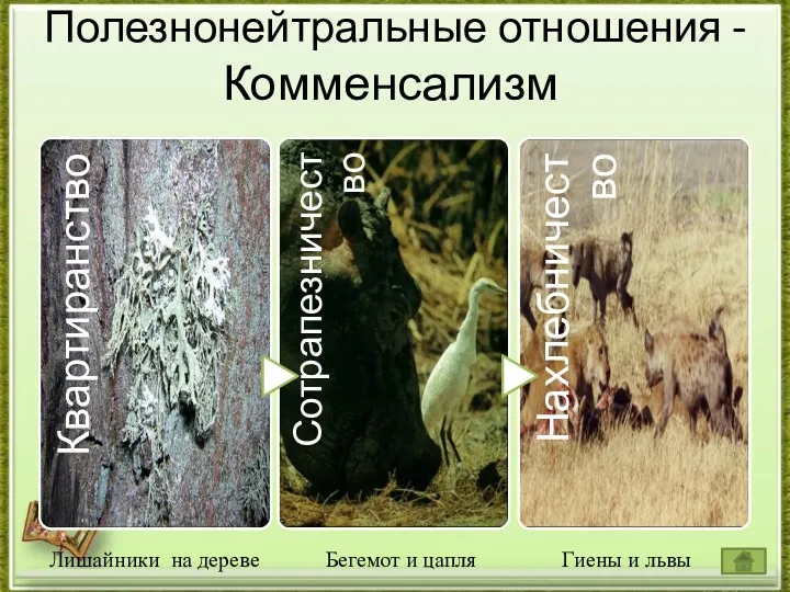 Полезнонейтральные отношения - Комменсализм Лишайники на дереве Гиены и львы Бегемот и цапля