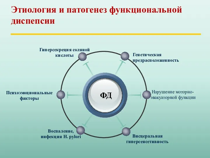 ФД Генетическая предрасположенность Гиперсекреция соляной кислоты Нарушение моторно- эвакуаторной функции