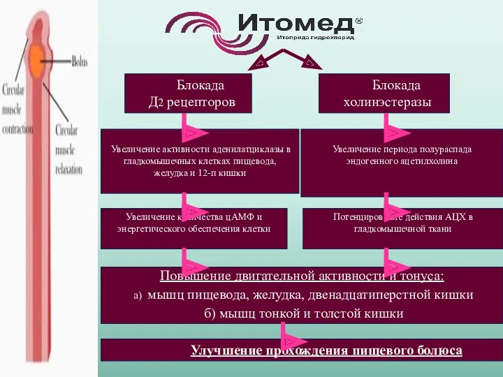 Повышение двигательной активности и тонуса: а) мышц пищевода, желудка, двенадцатиперстной