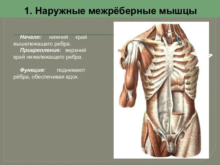 1. Наружные межрёберные мышцы Начало: нижний край вышележащего ребра. Прикрепление: