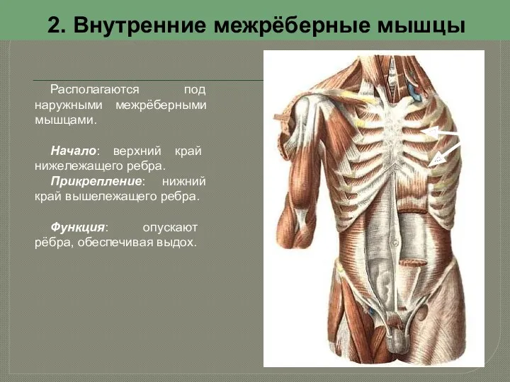 2. Внутренние межрёберные мышцы Располагаются под наружными межрёберными мышцами. Начало: