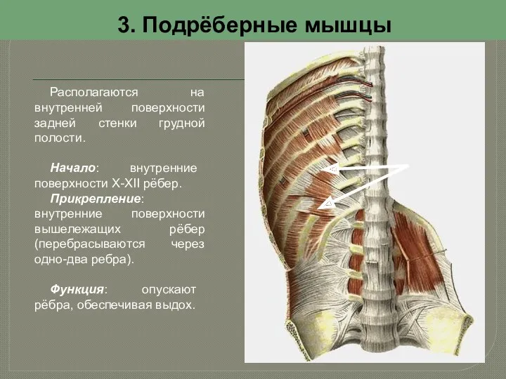 3. Подрёберные мышцы Располагаются на внутренней поверхности задней стенки грудной