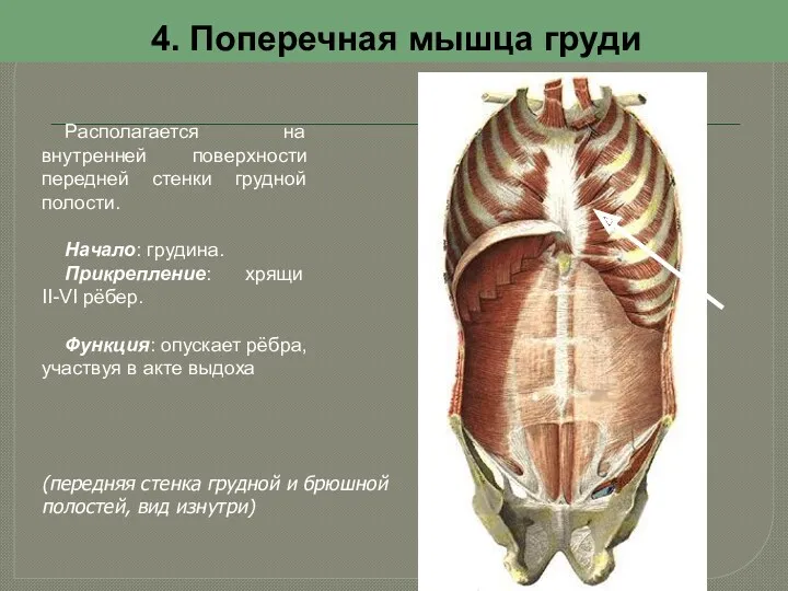 4. Поперечная мышца груди Располагается на внутренней поверхности передней стенки