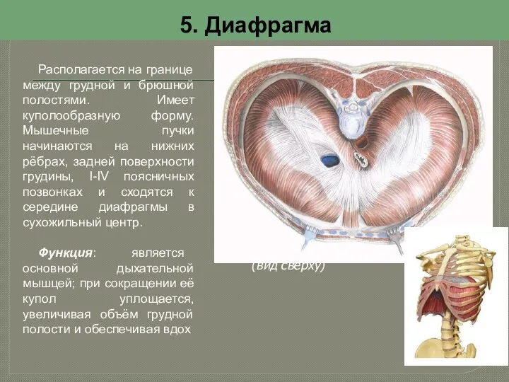 5. Диафрагма Располагается на границе между грудной и брюшной полостями.