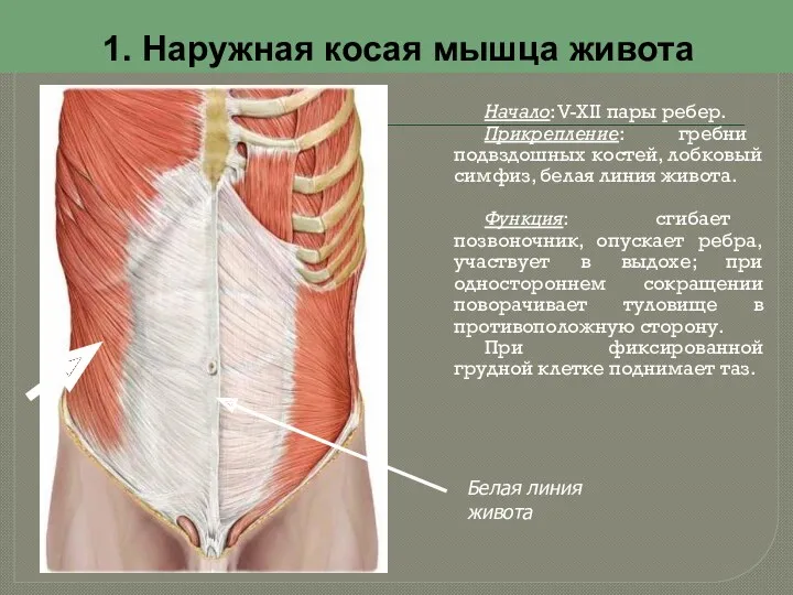 1. Наружная косая мышца живота Начало: V-XII пары ребер. Прикрепление: