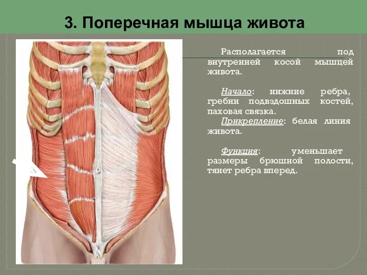 3. Поперечная мышца живота Располагается под внутренней косой мышцей живота.