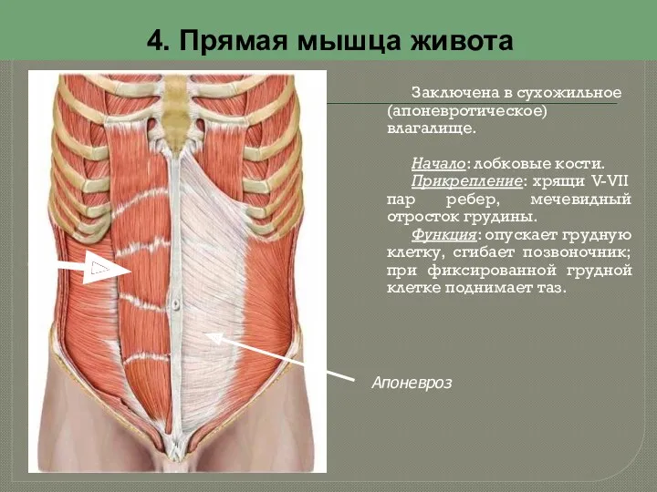 4. Прямая мышца живота Заключена в сухожильное (апоневротическое) влагалище. Начало: