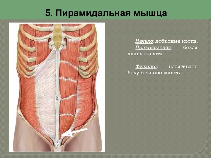 5. Пирамидальная мышца Начало: лобковые кости. Прикрепление: белая линия живота. Функция: натягивает белую линию живота.