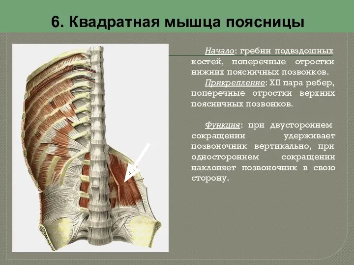 6. Квадратная мышца поясницы Начало: гребни подвздошных костей, поперечные отростки