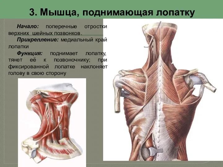 3. Мышца, поднимающая лопатку Начало: поперечные отростки верхних шейных позвонков.