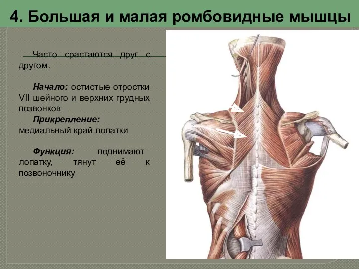 4. Большая и малая ромбовидные мышцы Часто срастаются друг с