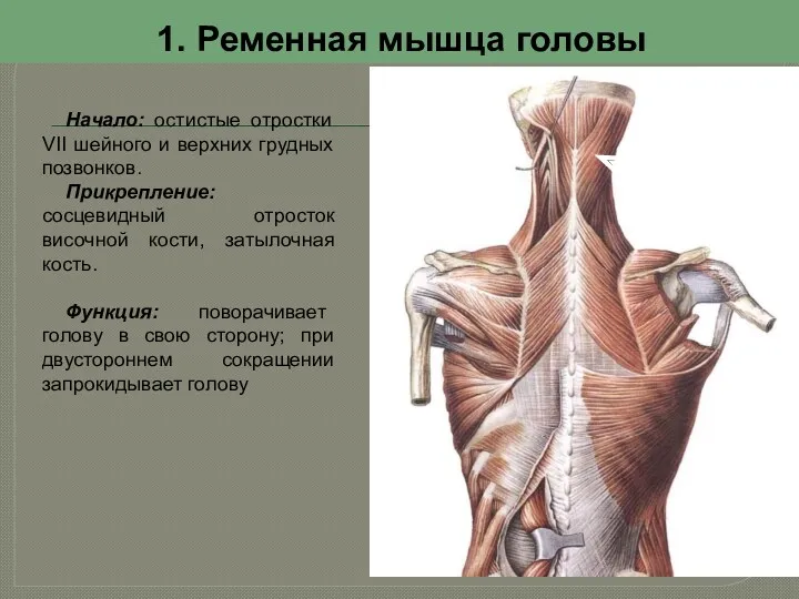 1. Ременная мышца головы Начало: остистые отростки VII шейного и