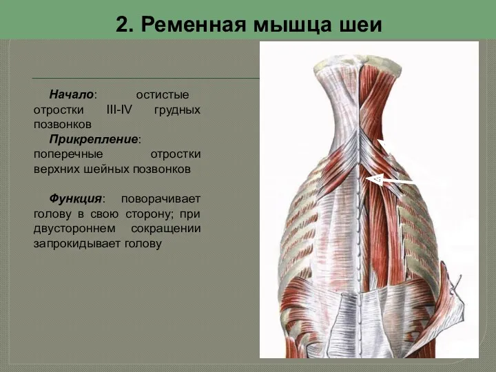 2. Ременная мышца шеи Начало: остистые отростки III-IV грудных позвонков