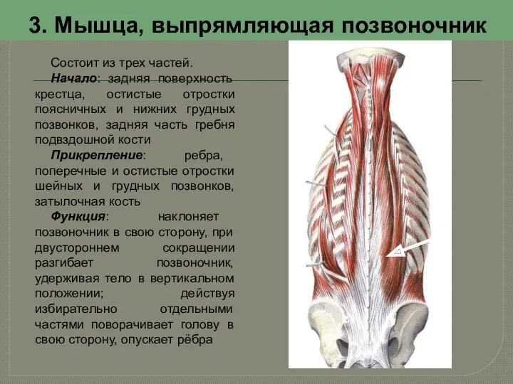 3. Мышца, выпрямляющая позвоночник Состоит из трех частей. Начало: задняя