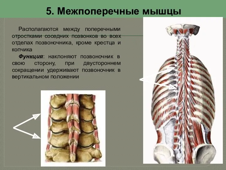 5. Межпоперечные мышцы Располагаются между поперечными отростками соседних позвонков во