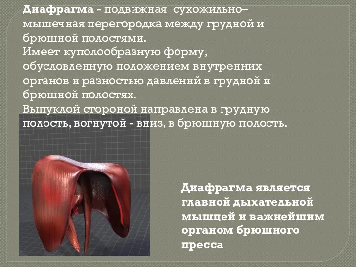 Диафрагма - подвижная сухожильно–мышечная перегородка между грудной и брюшной полостями.