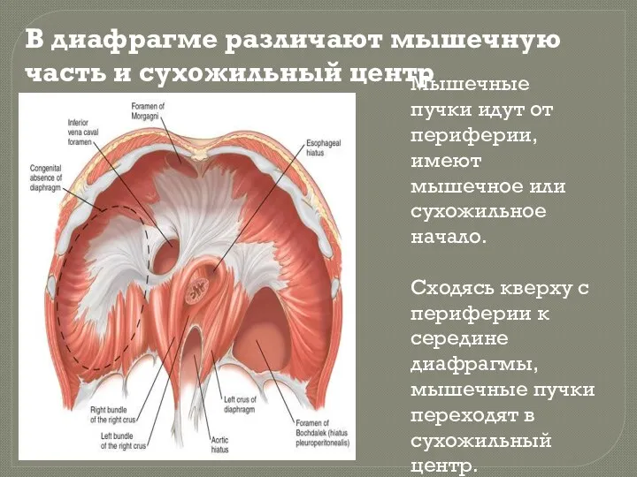 В диафрагме различают мышечную часть и сухожильный центр Мышечные пучки
