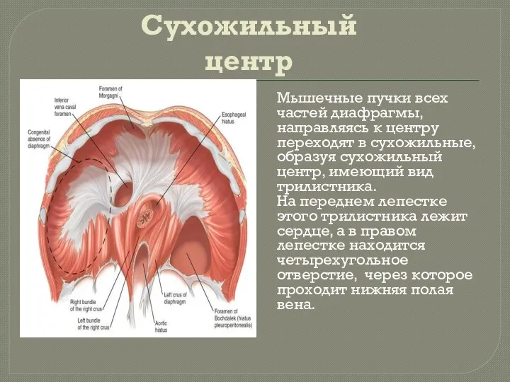 Сухожильный центр Мышечные пучки всех частей диафрагмы, направляясь к центру