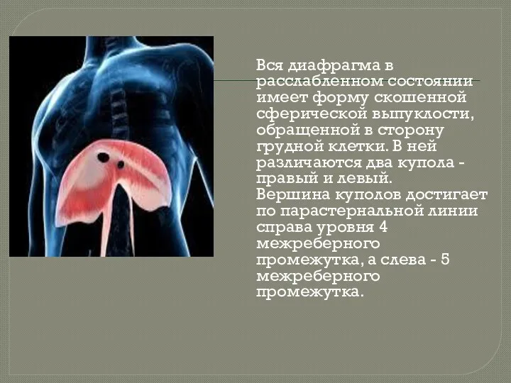 Вся диафрагма в расслабленном состоянии имеет форму скошенной сферической выпуклости,